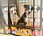 Small #4 Greater Swiss Mountain Dog-Labrador Retriever Mix