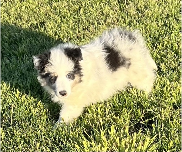 Medium Photo #18 Shetland Sheepdog Puppy For Sale in FORT MORGAN, CO, USA