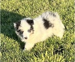 Small #17 Shetland Sheepdog