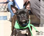 Manolo - Male Boston Terrier-Unknown Mix Dog for Adoption - Small photo