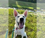 Small #3 Siberian Husky Mix