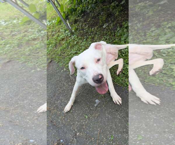 Medium Photo #2 American Pit Bull Terrier-Unknown Mix Puppy For Sale in Binghamton, NY, USA