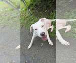Small #1 American Pit Bull Terrier Mix
