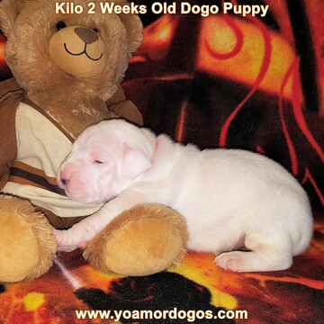 Medium Photo #177 Dogo Argentino Puppy For Sale in JANE, MO, USA