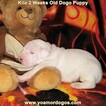 Small Photo #177 Dogo Argentino Puppy For Sale in JANE, MO, USA