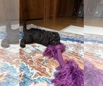 Small #13 Aussiedoodle