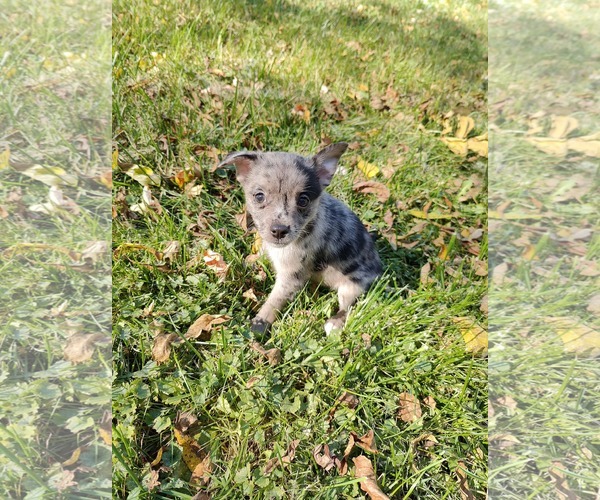 Medium Photo #2 Chiranian Puppy For Sale in St. Louis Park, MN, USA