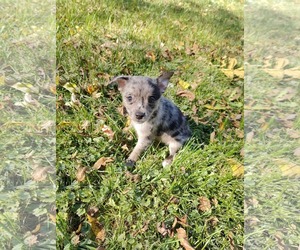 Toto - Male Chiranian Dog for Adoption - Photo #2