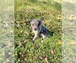 Small Photo #2 Chiranian Puppy For Sale in St. Louis Park, MN, USA