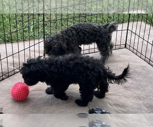 Medium Photo #3 ShihPoo Puppy For Sale in GLOUCESTER, VA, USA