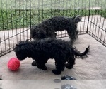 Small Photo #3 ShihPoo Puppy For Sale in GLOUCESTER, VA, USA
