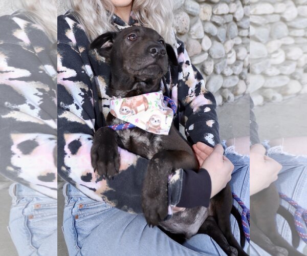 Medium Photo #10 Chinese Shar-Pei-Labrador Retriever Mix Puppy For Sale in Dana Point, CA, USA