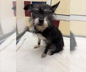 Chiranian Dogs for adoption in Plano, TX, USA