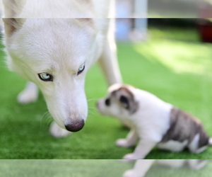 Mother of the Siberian Husky puppies born on 04/11/2022