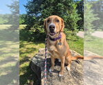 Small Photo #2 Labrenees Puppy For Sale in Mundelein, IL, USA
