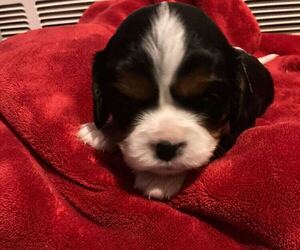 Cavalier King Charles Spaniel Puppy for sale in HUDSONVILLE, MI, USA