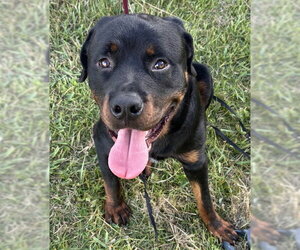 Rottweiler Dogs for adoption in St. Cloud, FL, USA