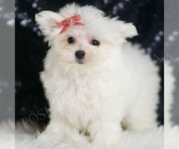 Medium Photo #1 Maltese Puppy For Sale in WARSAW, IN, USA