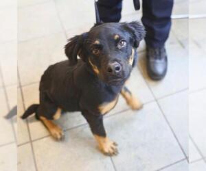 Rottweiler-Unknown Mix Dogs for adoption in San Antonio, TX, USA
