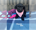 Puppy Flower Poodle (Toy)-Yorkshire Terrier Mix