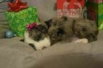 Small Photo #1 Aussiedoodle Puppy For Sale in DOUGLASVILLE, GA, USA