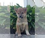 Small Photo #8 Shiba Inu Puppy For Sale in EDINA, MO, USA