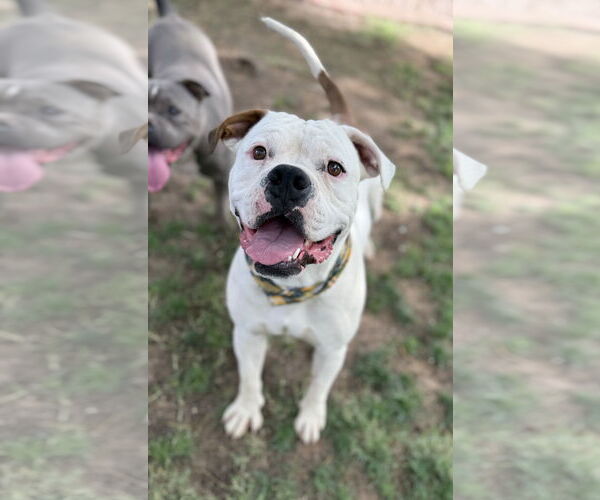 Medium Photo #4 Bulloxer Puppy For Sale in Phoenix, AZ, USA