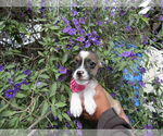 Small Silky Terrier Mix