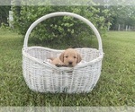 Puppy Butterball Golden Retriever