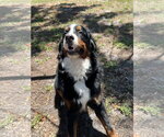 Small #6 Bernese Mountain Dog