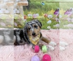Small Photo #16 Australian Shepherd Puppy For Sale in NEW BRAUNFELS, TX, USA