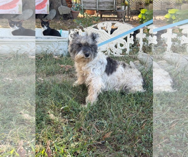 Medium Photo #8 Mutt Puppy For Sale in HOPKINSVILLE/PRINCETON, KY, NH, USA