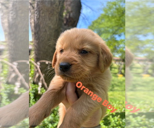 Medium Golden Retriever