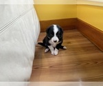 Small Photo #45 Border Collie Puppy For Sale in KANSAS CITY, MO, USA