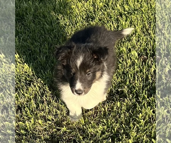 Medium Photo #19 Shetland Sheepdog Puppy For Sale in FORT MORGAN, CO, USA