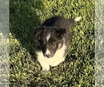 Small #18 Shetland Sheepdog