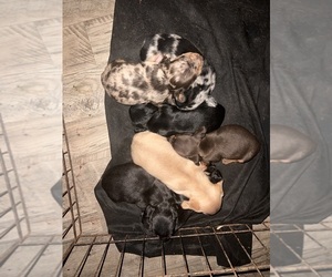 Dachshund Puppy for sale in BASSETT, VA, USA