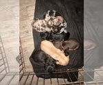 Image preview for Ad Listing. Nickname: Mini dachshunds