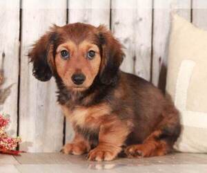 Dachshund Puppy for sale in MOUNT VERNON, OH, USA