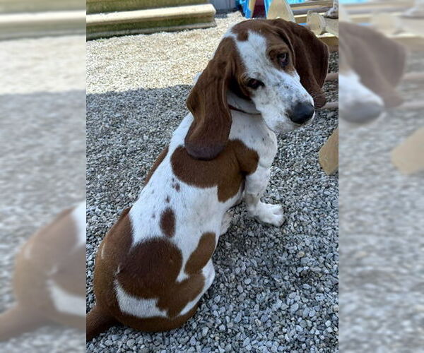 Medium Photo #4 Basset Hound Puppy For Sale in Deepwater, NJ, USA