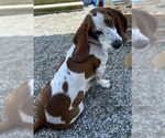 Small #3 Basset Hound