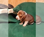 Small Photo #2 Beagle Puppy For Sale in LINCOLN, TX, USA