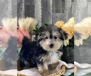 Morkie Puppy for sale in CANOGA, NY, USA