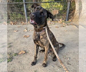 Mastiff Dogs for adoption in Long Beach, CA, USA