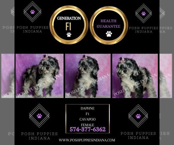 Medium Photo #24 Cavapoo (Miniature) Puppy For Sale in WARSAW, IN, USA