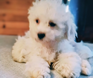 Mal-Shi-Poodle (Miniature) Mix Puppy for sale in DREW PLT, ME, USA