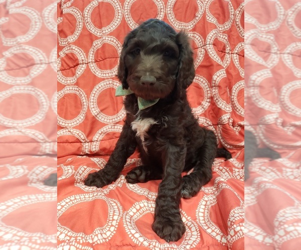 Medium Photo #7 Double Doodle Puppy For Sale in LUMBERTON, TX, USA