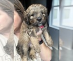 Small #6 Bernedoodle