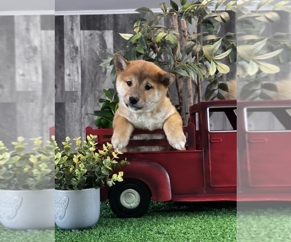 Medium Photo #2 Shiba Inu Puppy For Sale in CANOGA, NY, USA