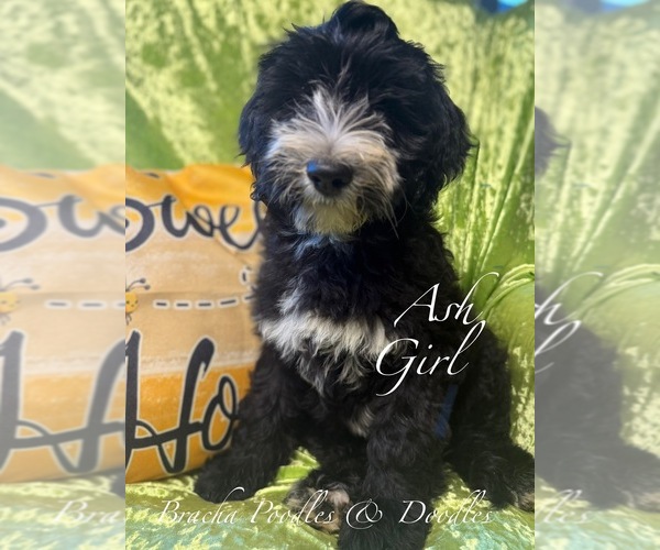 Medium Photo #2 Golden Mountain Doodle  Puppy For Sale in SAINT CLOUD, MN, USA